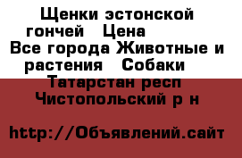 Щенки эстонской гончей › Цена ­ 7 000 - Все города Животные и растения » Собаки   . Татарстан респ.,Чистопольский р-н